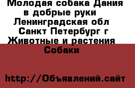 Молодая собака Дания в добрые руки! - Ленинградская обл., Санкт-Петербург г. Животные и растения » Собаки   